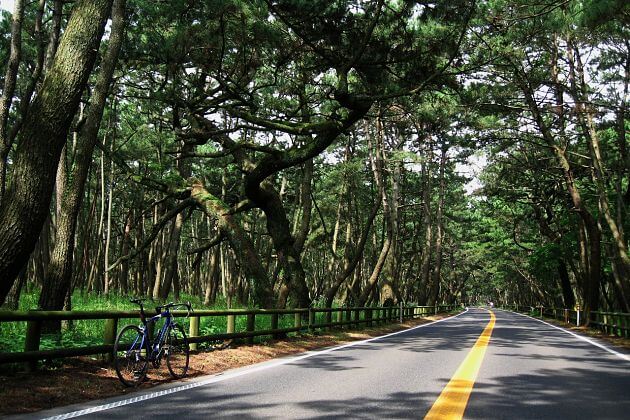 Niji no Matsubara Pine Grove attractions Karatsu shore excursions