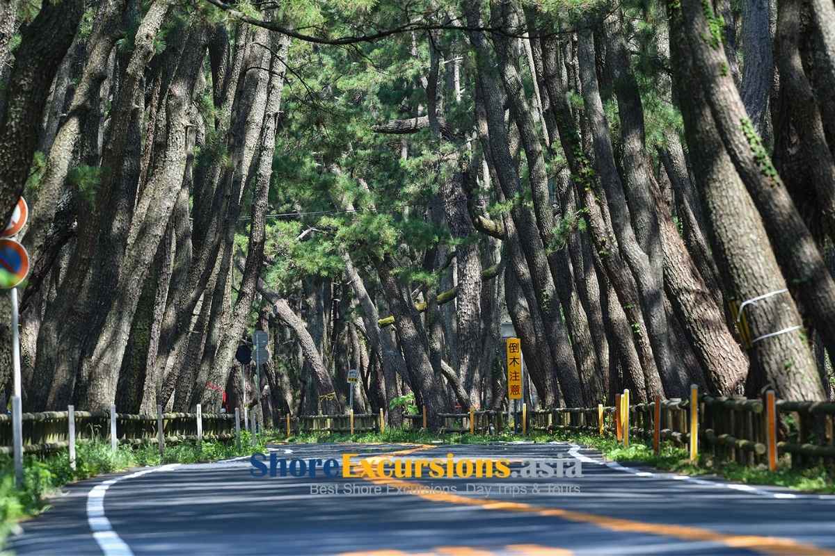 Nijinomatsubara Pine Forest on Karatsu cruise tours