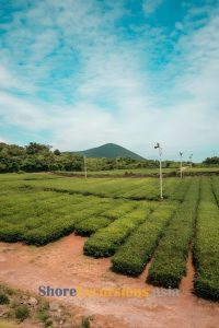 O’Sulloc Tea Museum - Jeju island shore excursions