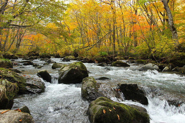 Oirase Stream Aomori shore excursions