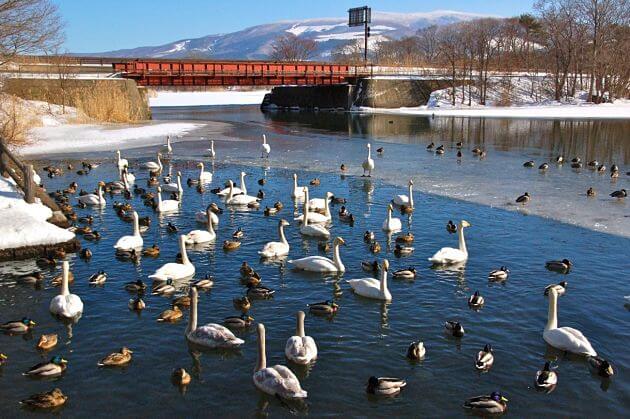 Onuma Quasi National Park shore excursions Hakodate