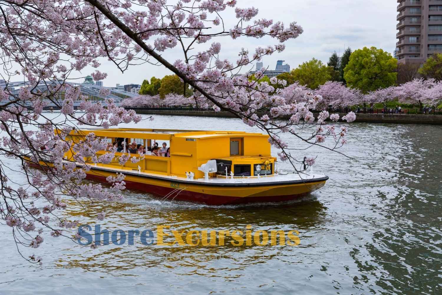 Osaka Boat Tours on cherry blossom season