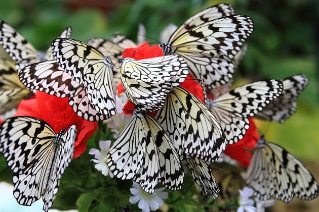 Ryugu-jo Butterfly Gardens Naha tours