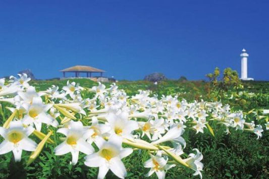 Ryugu-jo Observatory