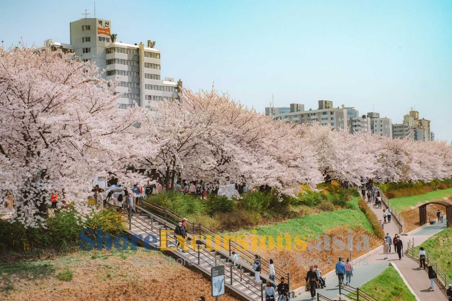 Seoul shore excursions in spring