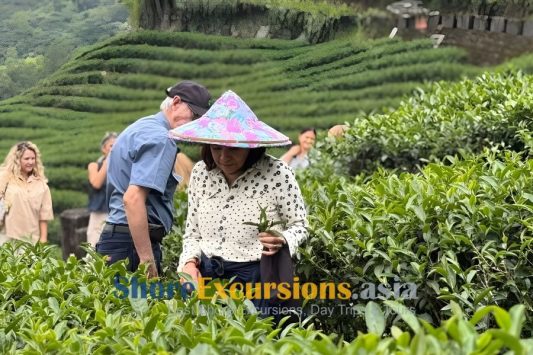 Tea Plantation Walk - Keelung Shore Excursions