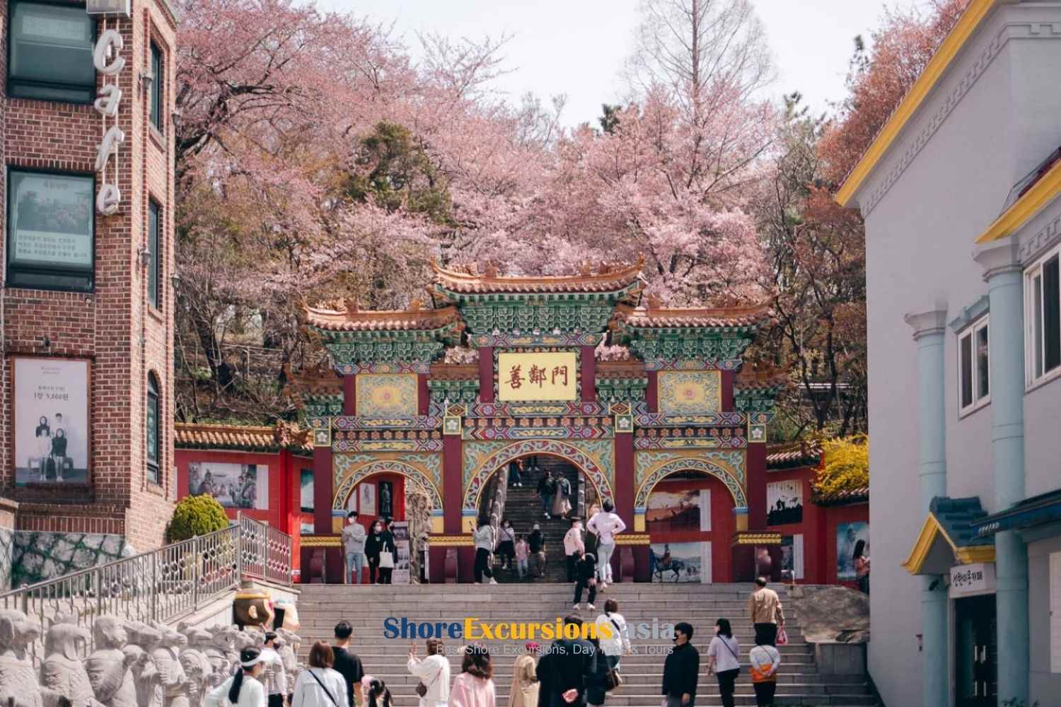 Tips to see cherry blossoms in korea