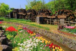 Tonami Tulip Park Toyama shore excursions