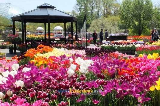 Tottori Hanakairo Flower Park in Sakaiminato