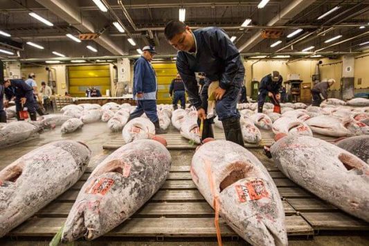 Toyosu Fishery Market-Tokyo-shore-excursions