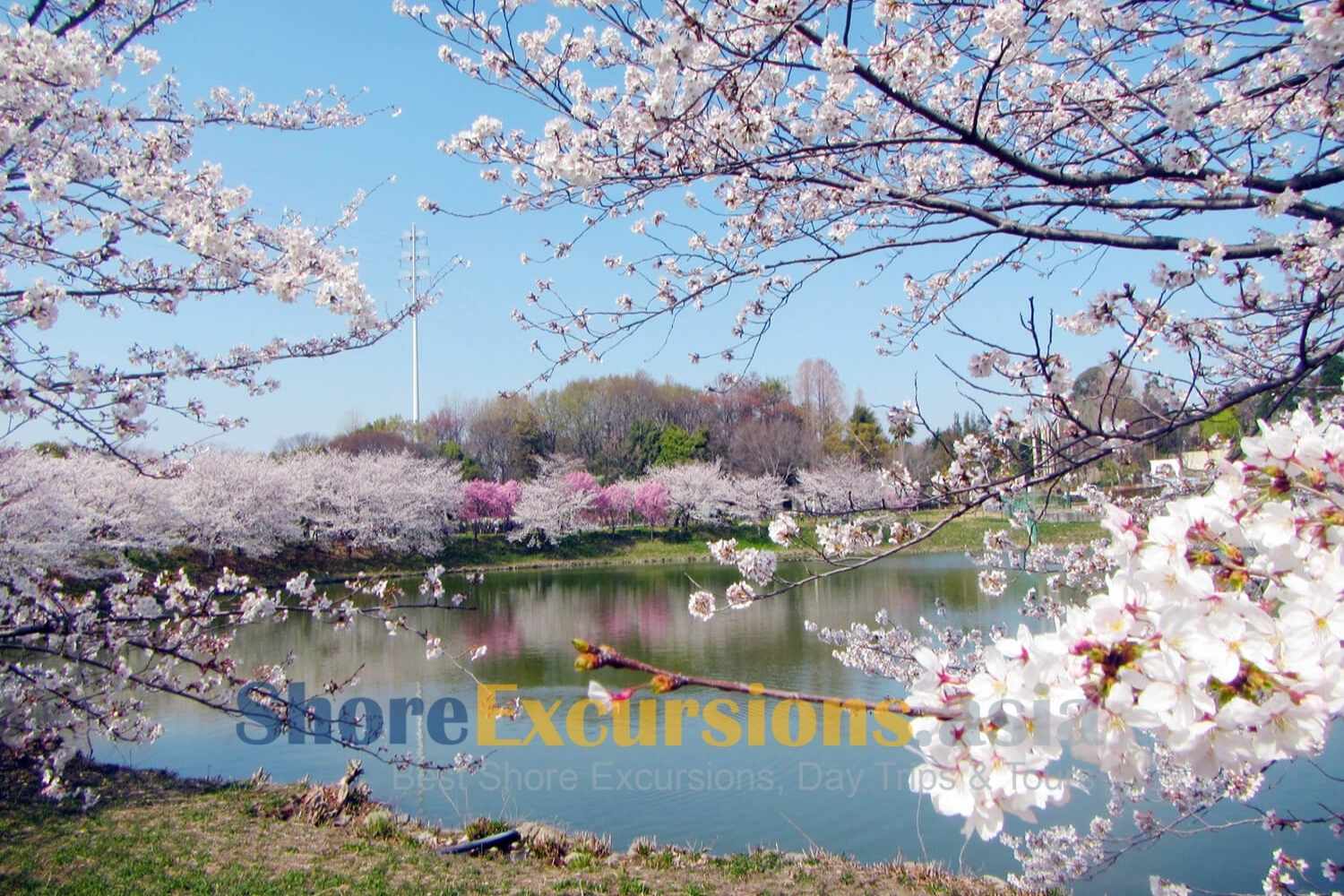 Tsurumi Ryokuchi Park - Cherry Blossom Spots in Osaka