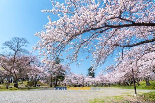 Tsuruoka Castle Ruins Park - Sakata cruise excursions