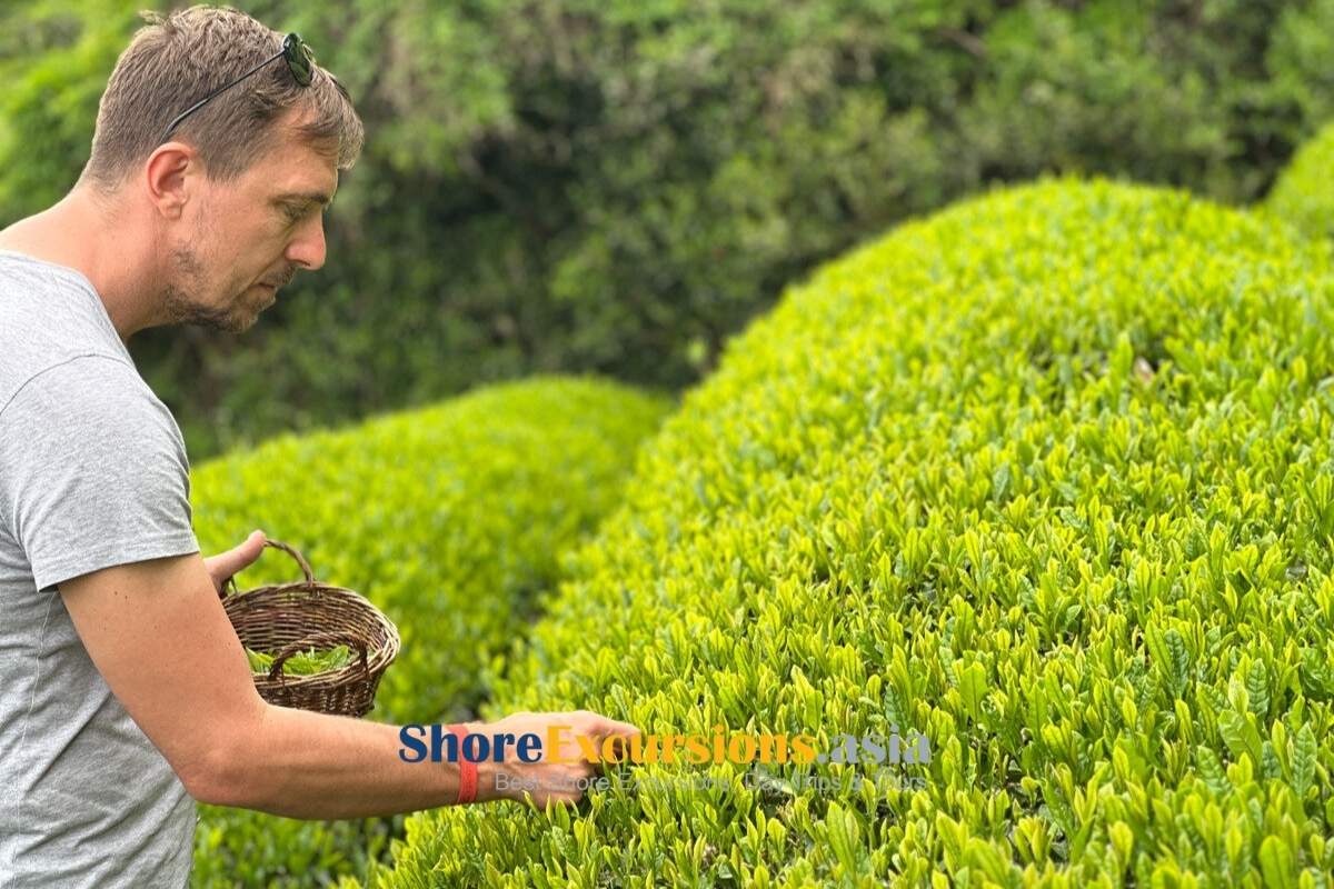 Uji tea plantations featured in cultural Kyoto excursions