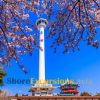 Visit Busan Tower