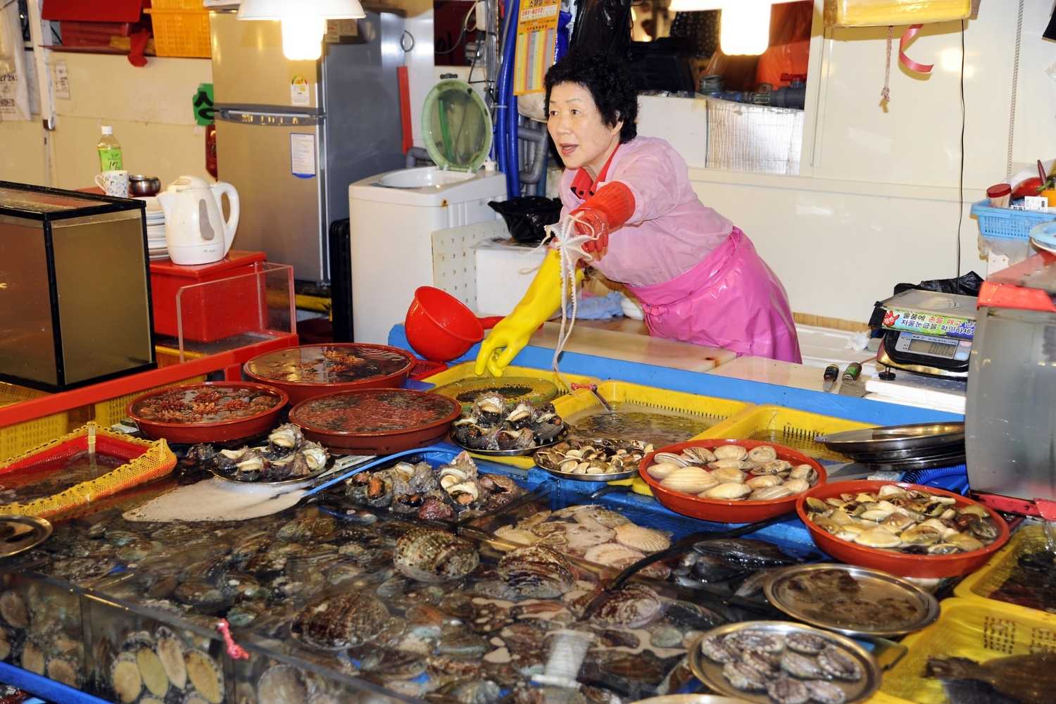 Visit Jagalchi Fish Market from Busan cruise port