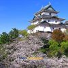 Wakayama Castle on shore excursions