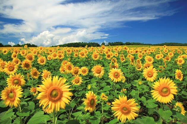 best time to visit Japan weather summer