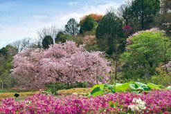 makino-botanical-garden-Kochi-Japan-shore-excursions